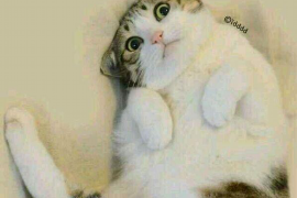 不能再电话催收了:探索债务催收的界限与策略 不能再电话催收了:探索债务催收的界限与策略